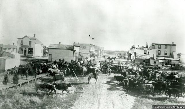 A cattle round-up filling the main street of Whitewood, Saskatchewan, in 1901.